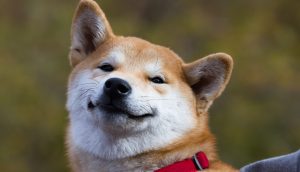 shiba-inu-original-token